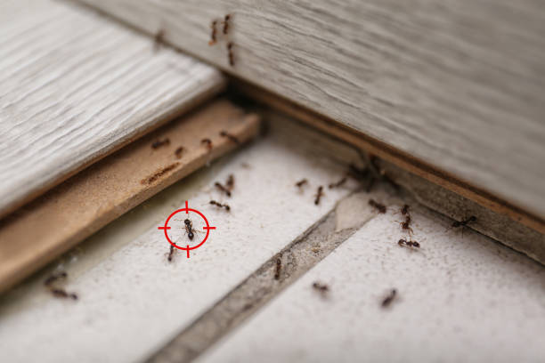 Best Cockroach Control Services  in Woodlawn, MD